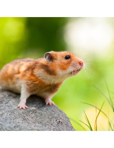 MAZURI - Hamster & Gerbil Diet