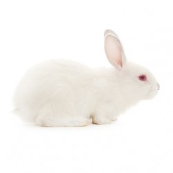 Conejos pequeños (2 kg aprox)